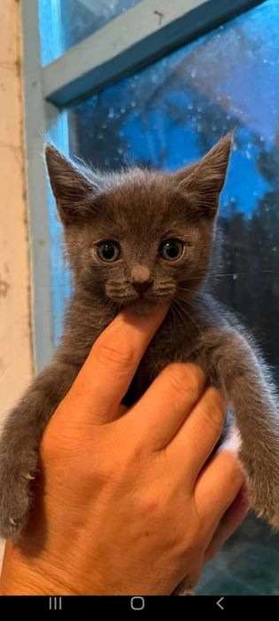 Красивые маленькие котята