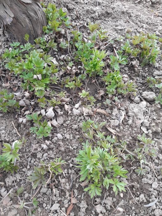 Разсад топкрамфил,бели маргаритки