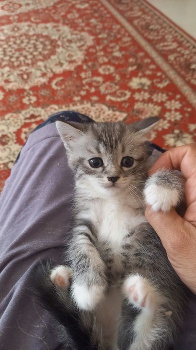 Отдам в добрые руки котят девочка и мальчик