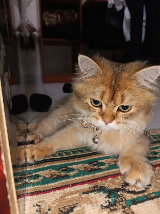 Britaniskiy shinshila