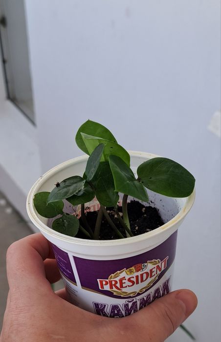 Продам Долларовый/Замиокулькас