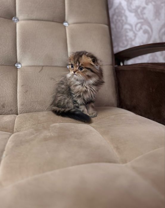 Срочно продаются котята скоттиш фолд мальчики