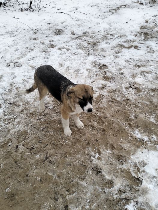 Отдам щенков в хорошие руки