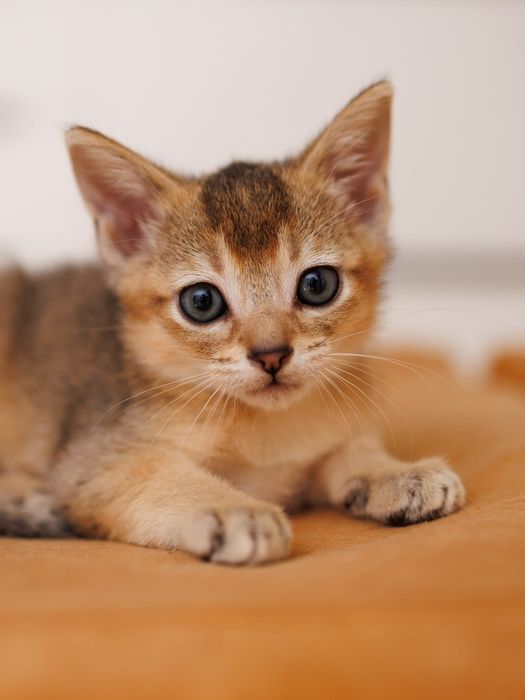 Котята Чаузи  чистые линии SBT