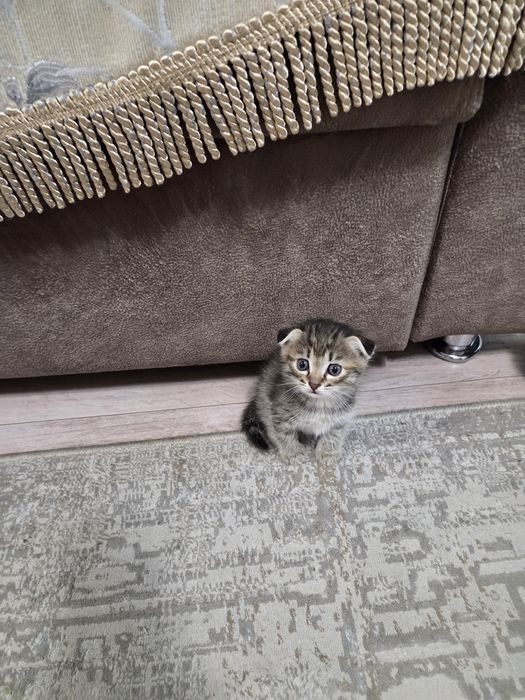 Продам Шатландси веслоухий