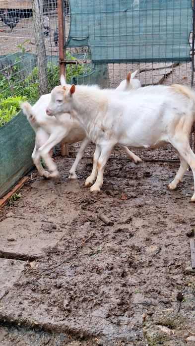 Vând țap rasa sannen
