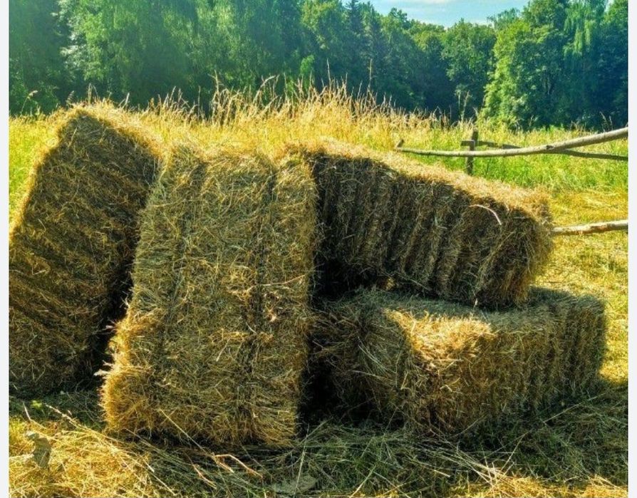 Продам клевер люцерна