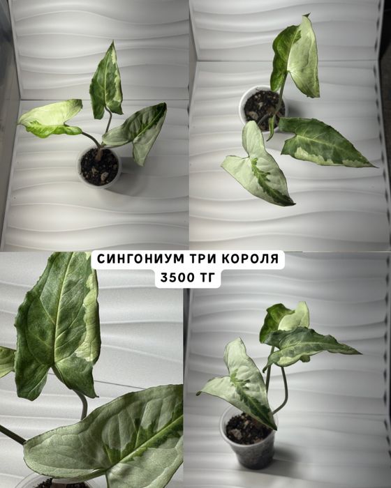 Сингониумы разные