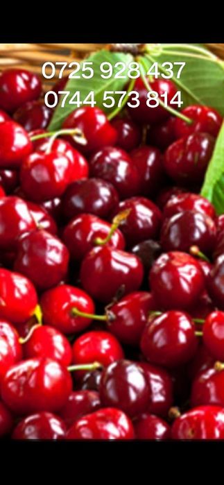 Catina, cires Maxut,Liliac altoit/nealtoit,Cires Galben. Paulownia