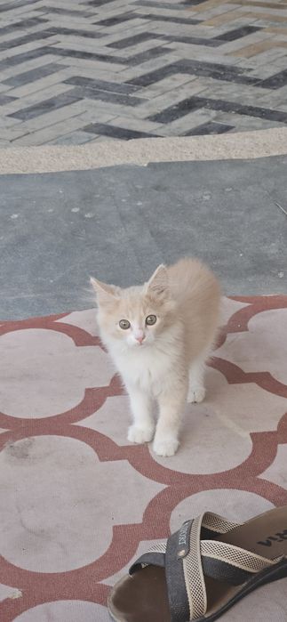 Отдам котят заботливым людям