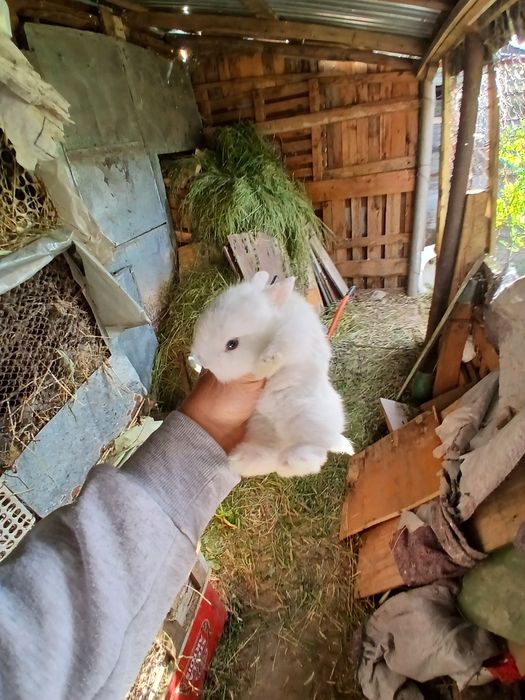 Iepuri mini toy puisori mici pitici