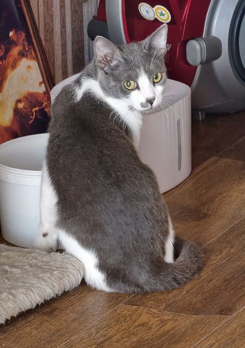 Котики ищут любящий дом