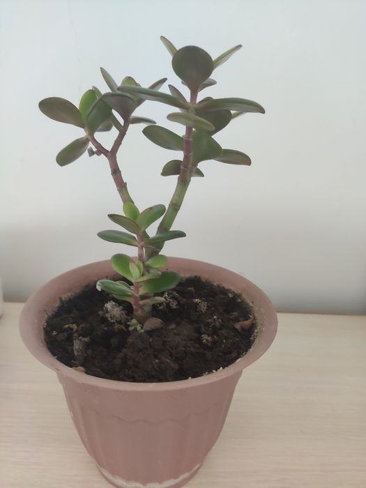 Цветок  денежный