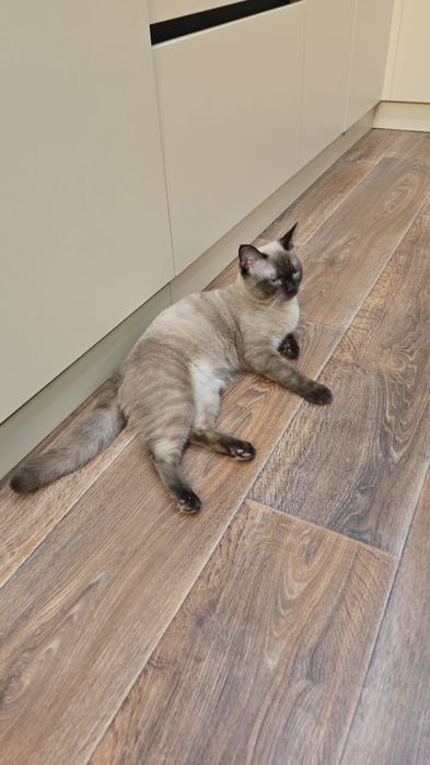 Котенок, мальчик 7.5 мес.