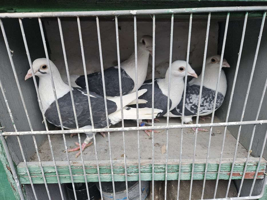 Vand porumbei voiajori capaciti pe negru vanat si tigrat