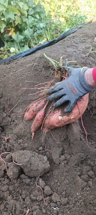 Разсад батат и сладки картофи