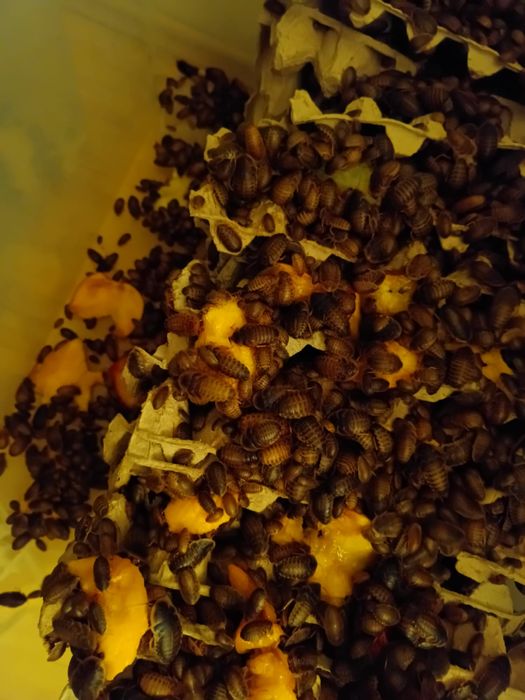 Hrana reptile blaptica dubia