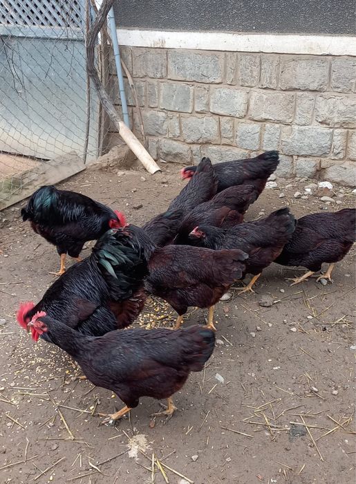 Ouă pentru incubat – Rhode Island