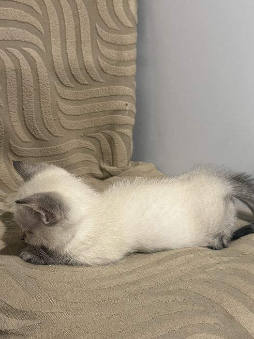 Отдаём котёнка в добрые руки