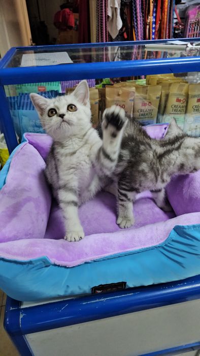 Котенок британский