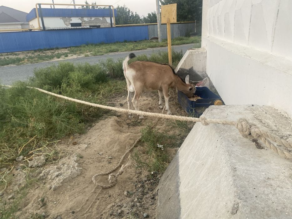 Текешик 6 айлык