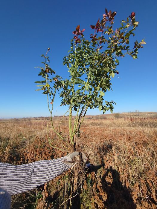 Toshkent viloyati Parkent tumani "Gulbogʻ Burxon"f/x
