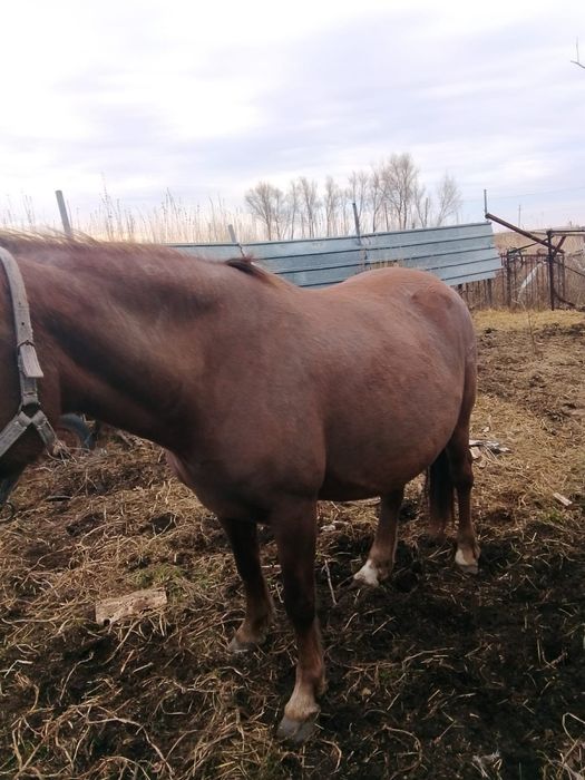 Кобыла жеребая.