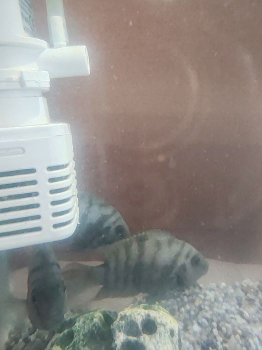 Donez Ciclide Negrofasciatum