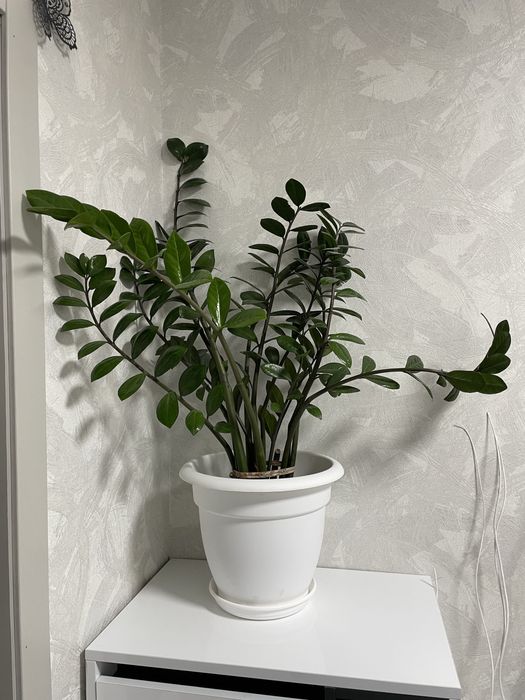 Комнатные цветы продам