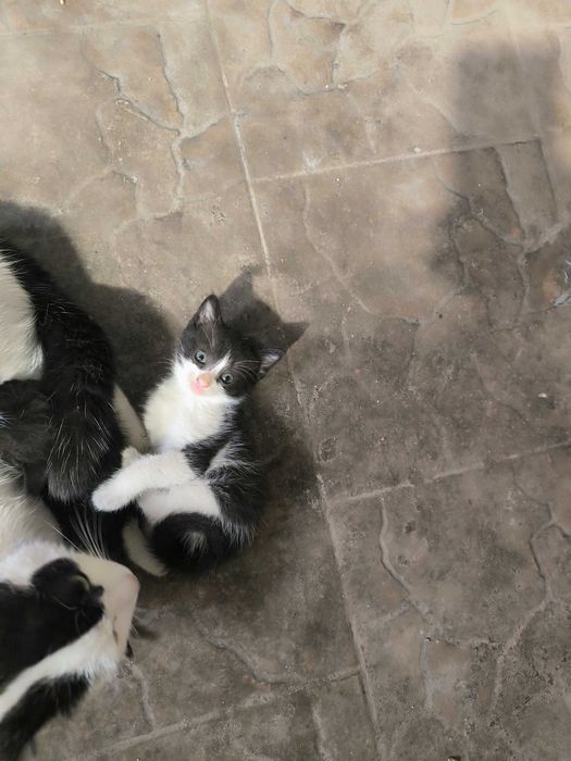 Котята маленькие