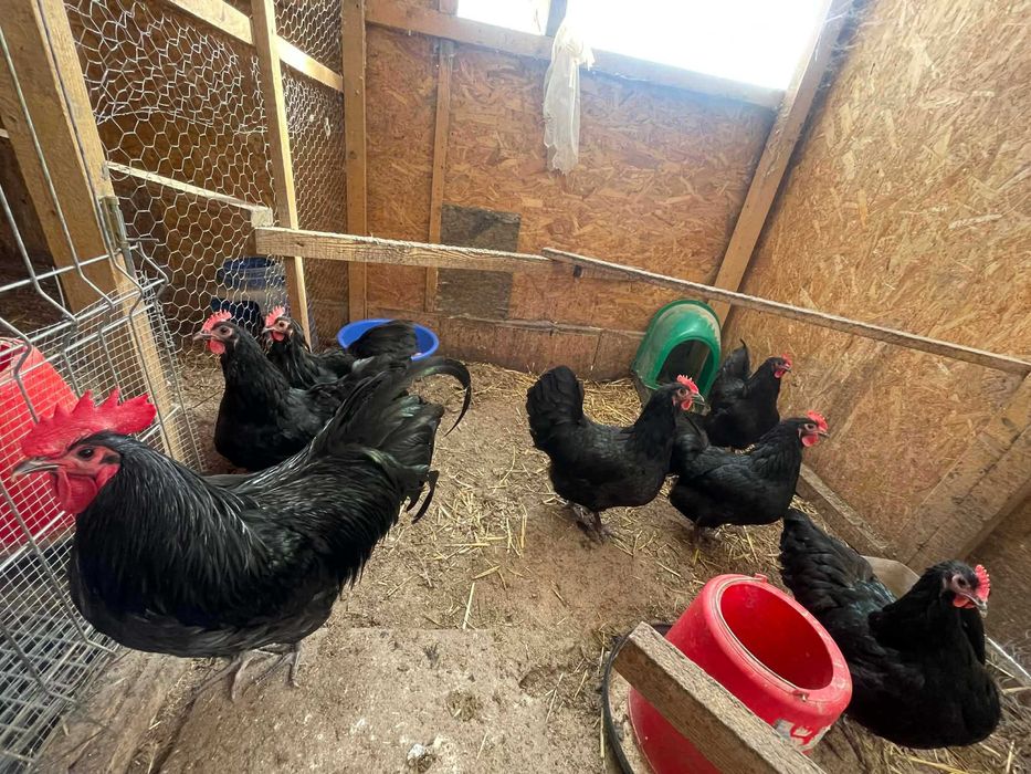 Gaini Australorp 2025