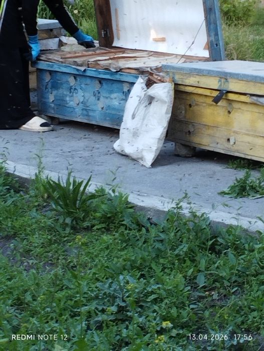 Асалари оилалари