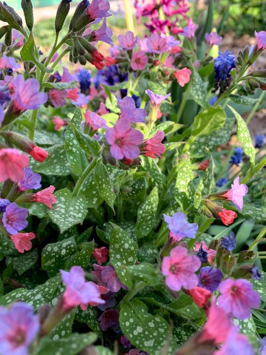 Медуница, брунера