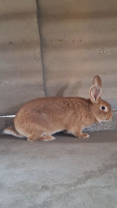 Бургун самец  рабочий