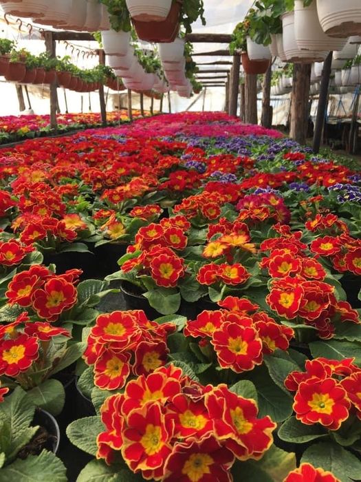 Crizantema en gross, Primule, zmbile și alte flori de vanzare