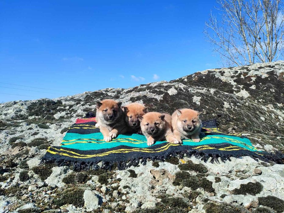 Продавам кученца Шиба Ину