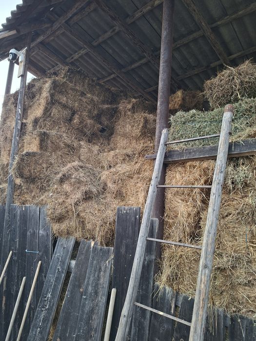 Baloti fan de vanzare