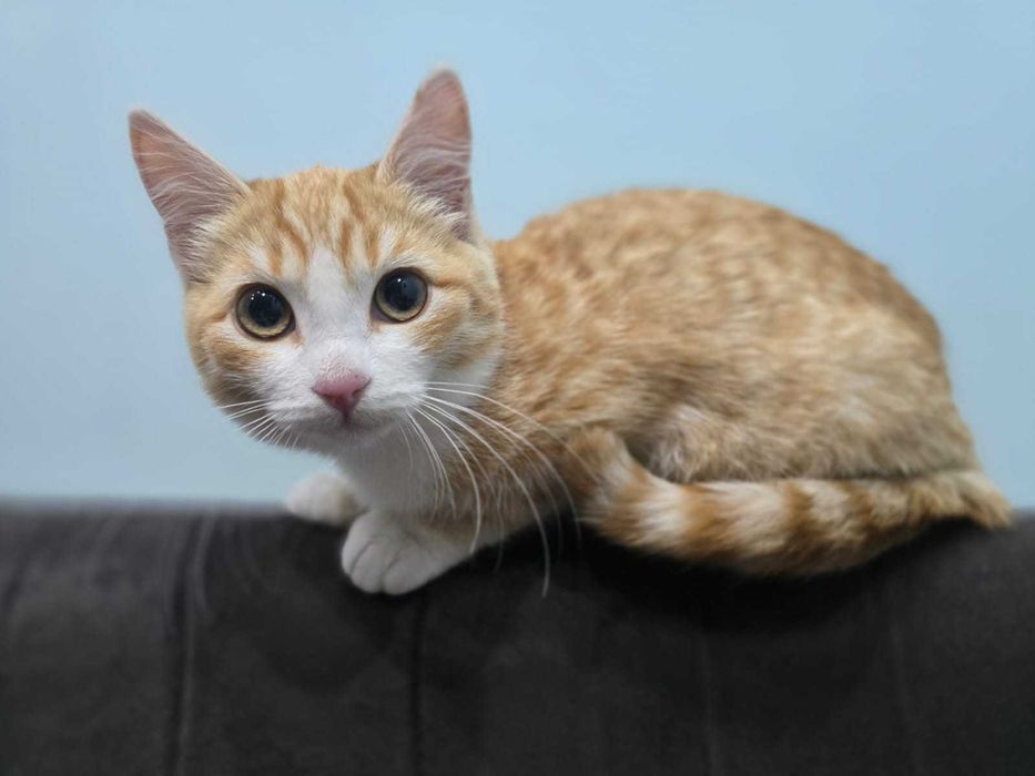 Котенок девочка отдам.