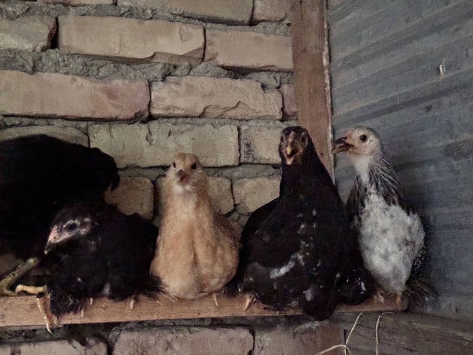 Продаются цыплята