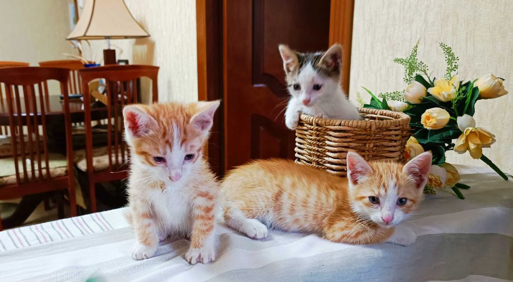 Котята в хорошие руки бесплатно