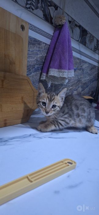 Продаются котята Бенгалы