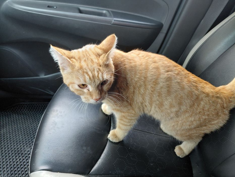 Мысык, Кошка уй мысыгы караймын деген адам болса