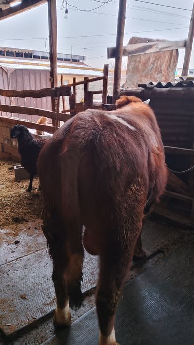 Продам быка стоит на от корме