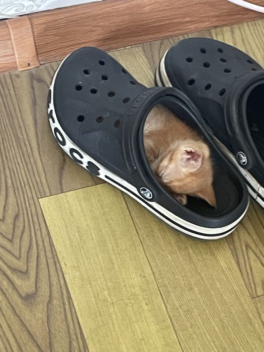 Отдам котят бесплатно
