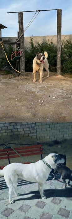 7 айлык кушик сатылады