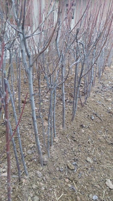 Олхури кучатлари (чернослив) сотилади