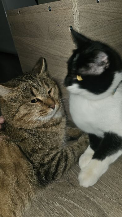 Отдам в добрые руки