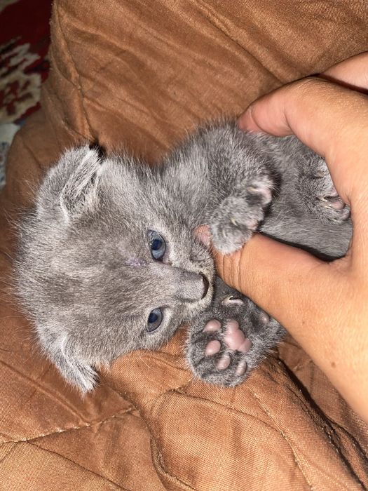 Котяты шотл продается .