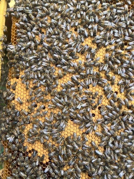 Vand familii de albine