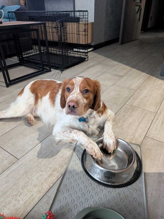 ТЪРСИ СЕ! Изгубено / Откраднато куче край Костинброд